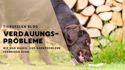 Verdauungsprobleme bei Hunden: Wie man Magen- und Darmprobleme vermeidet