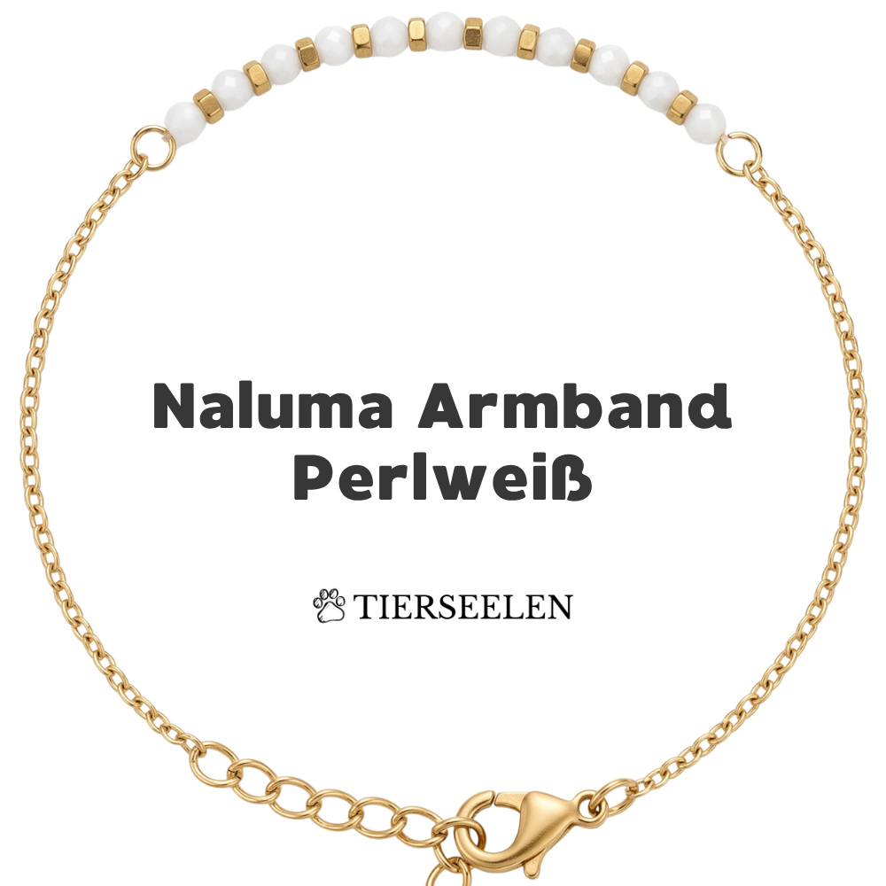Paw Love Bracelet
